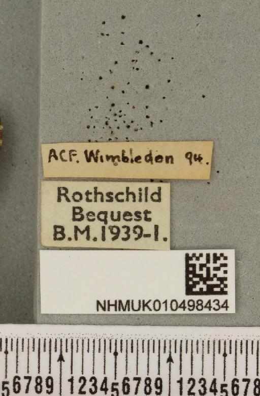 Colocasia coryli ab. avellanae Huene, 1901 - NHMUK_010498434_label_556271