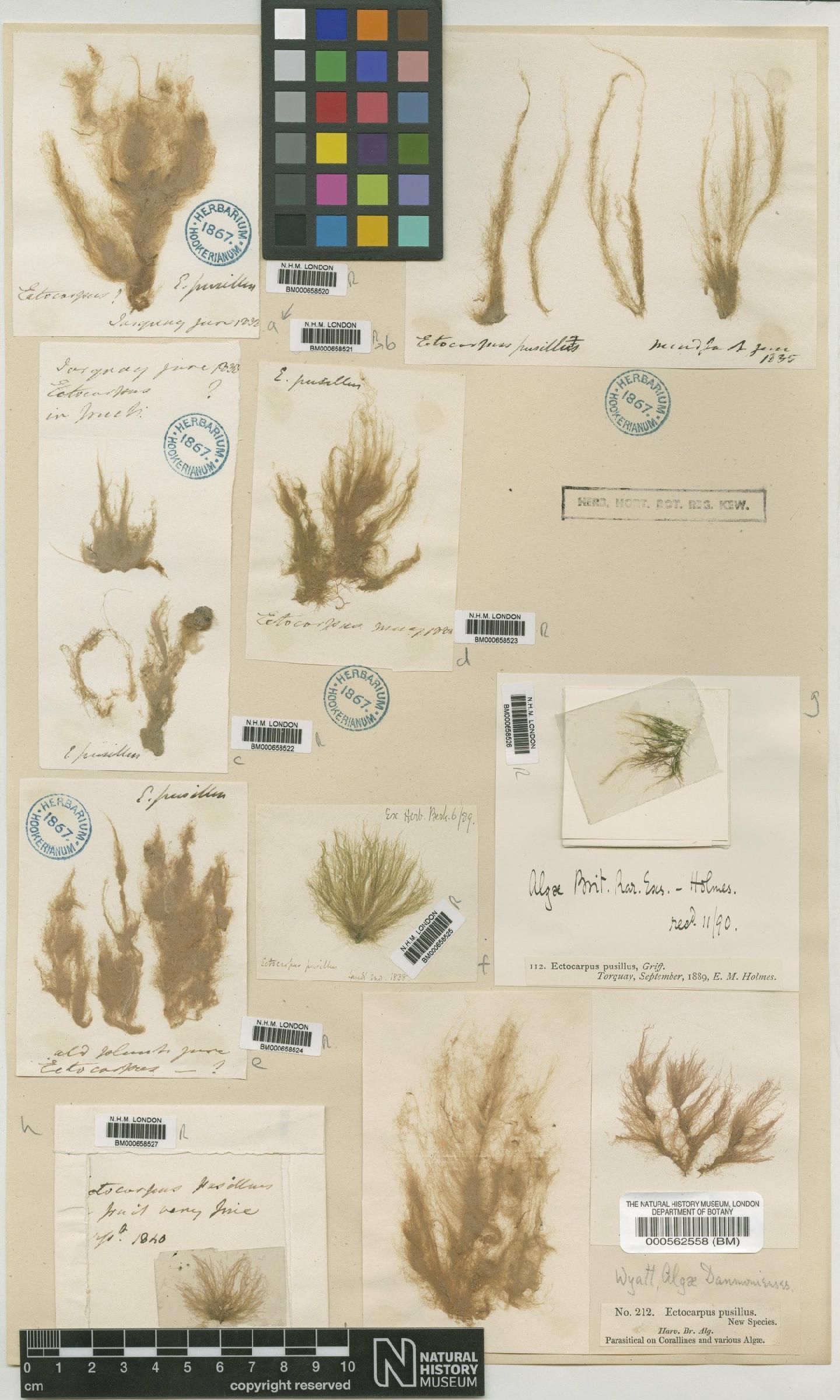 To NHMUK collection (Acinetospora crinita (Carmichael) Kornmann; NHMUK:ecatalogue:4737706)