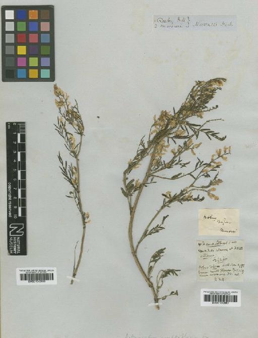 Astragalus tenellus Pursh - BM001042668