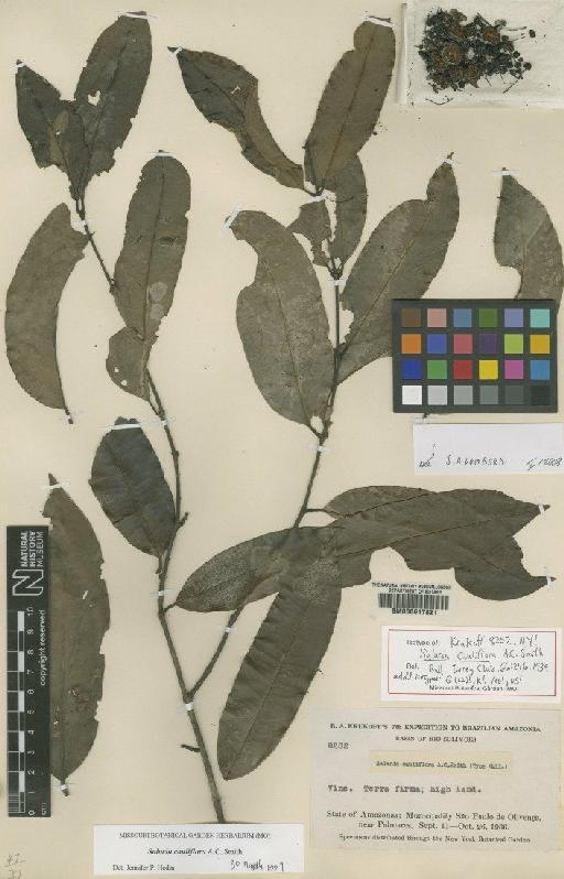 Salacia cauliflora A.C.Sm. - BM000617821