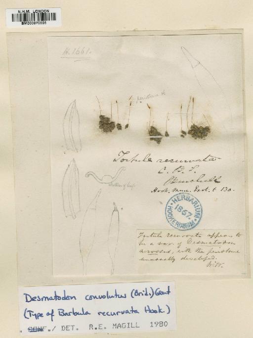 Tortula atrovirens (Sm.) Lindb. - BM000870525
