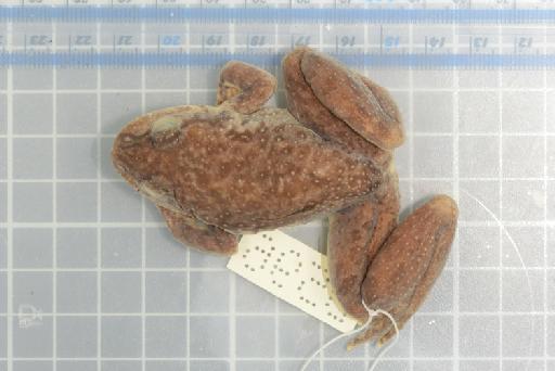 Allopaa hazarensis (Dubois and Khan, 1979) - Image of specimen 1978.795