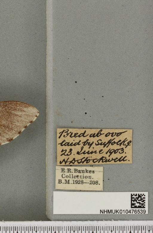 Sphinx pinastri Linnaeus, 1758 - NHMUK_010476539_label_534129