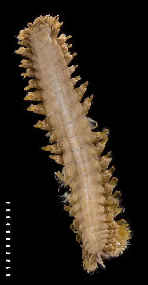 Thormora jukesii Baird, 1865 - Polychaete type specimen 1952.1.12.1 ventral