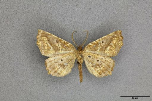 Selenia asteria Druce, 1892 - 014188252_ventral_habitus