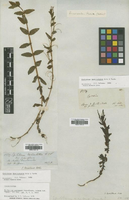 Epilobium denticulatum Ruiz & Pav. - BM001008126