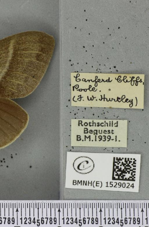 Macrothylacia rubi ab. grisea Tutt, 1902 - BMNHE_1529024_label_196492