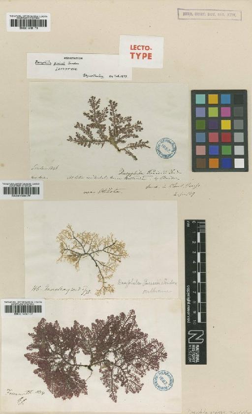 Haloplegma preissii (Harv.) Mont. - BM001039176