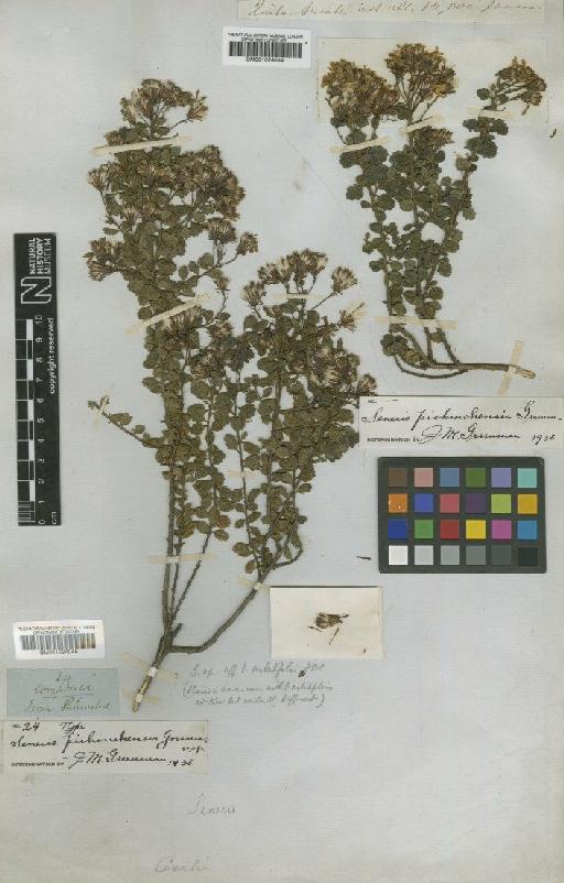 Senecio pichinchensis Greenm. - BM001024044