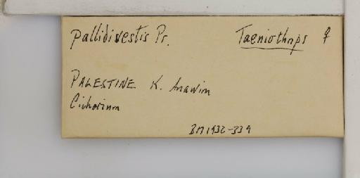 Tenothrips pallidivestis (Priesner, 1926) - 014237558_additional