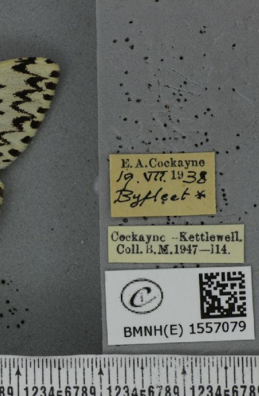 Lymantria monacha ab. dorsomaculata Lempke, 1947 - BMNHE_1557079_label_251845