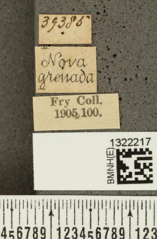 Diabrotica klugii Baly, 1886 - BMNHE_1322217_label_18514