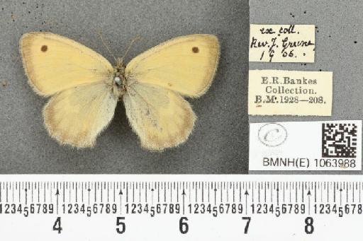 Coenonympha pamphilus ab. albescens Robson & Gardner, 1886 - BMNHE_1063988_25019