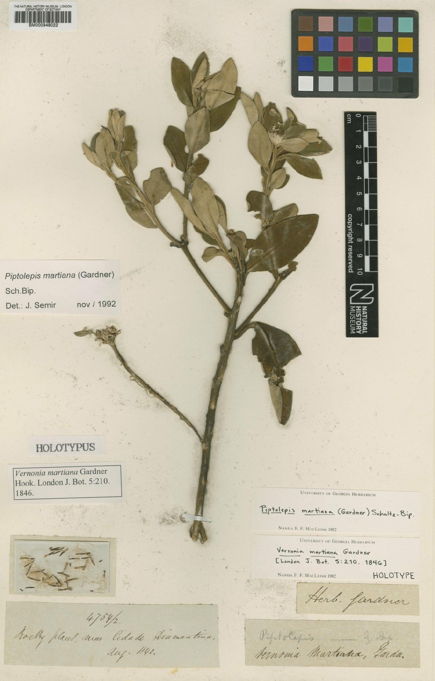 To NHMUK collection (Piptolepis martiana (Gardner) Sch.Bip.; Holotype; NHMUK:ecatalogue:2283835)