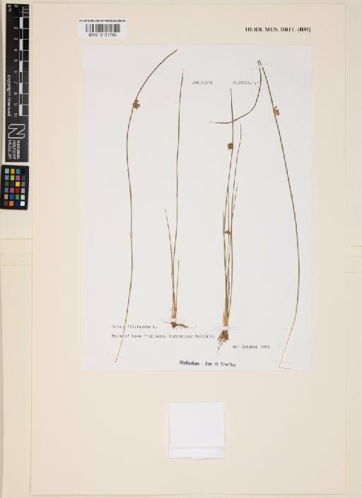 Juncus filiformis L. - 015161783