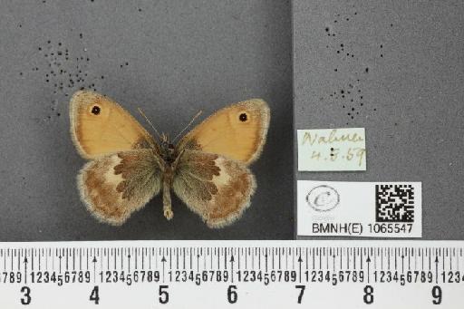 Coenonympha pamphilus ab. antirufa Leeds, 1950 - BMNHE_1065547_26870