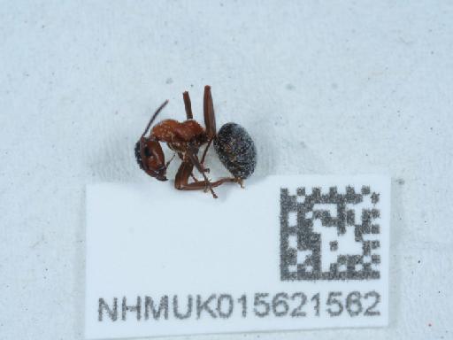 Formica sanguinea Latreille, 1798 - 015621562_1