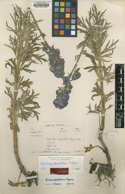Aconitum karakolicum Rapaics - BM000514434