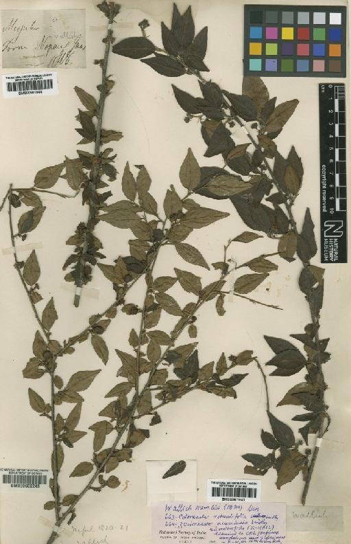 Cotoneaster acuminatus Lindl. - BM000602243