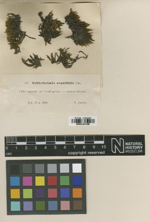 Schlotheimia aequifolia Dusén - BM000873360_a