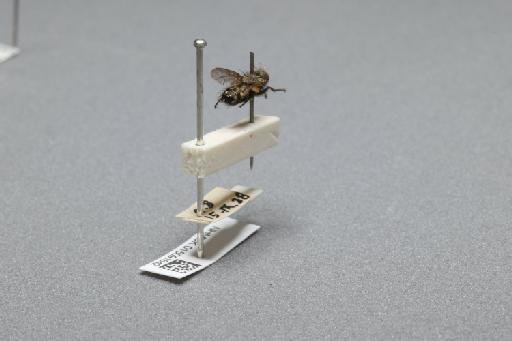 Sarcophaga (Myorhina) nigriventris Meigen, 1826 - 015091842_additional_1