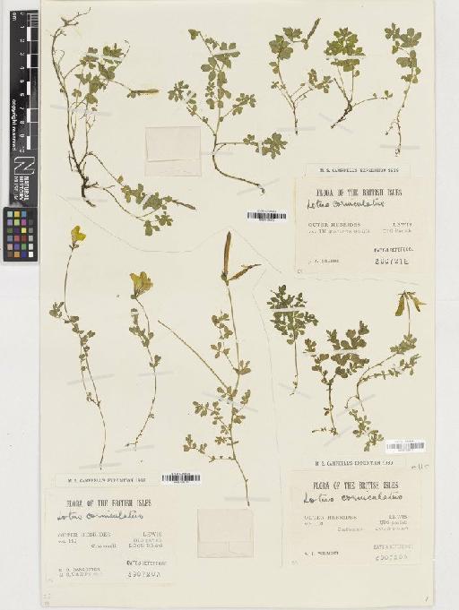 Lotus corniculatus L. - BM001165172