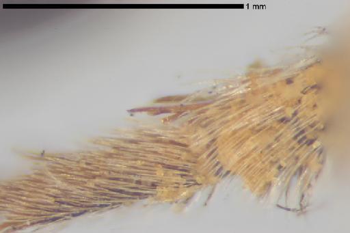 Augochlora chryseis Smith, F., 1879 - Augochlora_chryseis-NHMUK010265367-type-female-right_posterior_hind_tibial_spur-10_0x