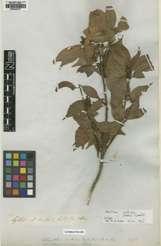 Neolitsea pallens (D.Don) Momiy. & H.Hara - BM000888227