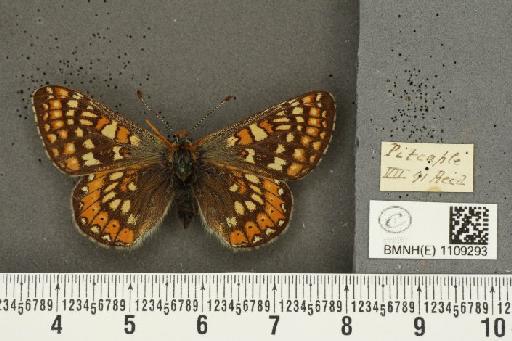 Euphydryas aurinia (Rottemburg, 1775) - BMNHE_1109293_50870