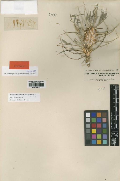Astragalus strictifolius Boiss. - BM000885180
