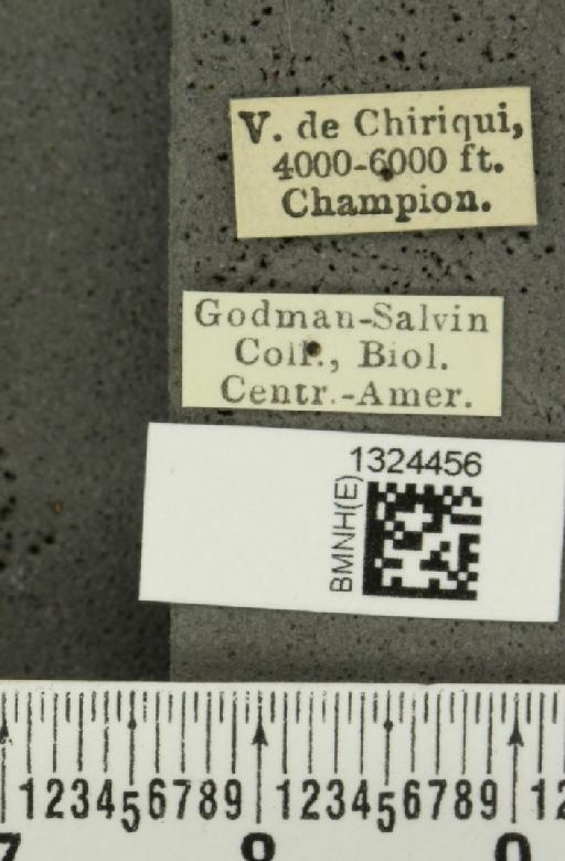 Isotes sexpunctata (Jacoby, 1878) - BMNHE_1324456_label_21972