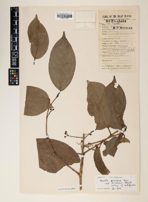 Erycibe praecipua subsp. borneensis Hoogland - 001014527