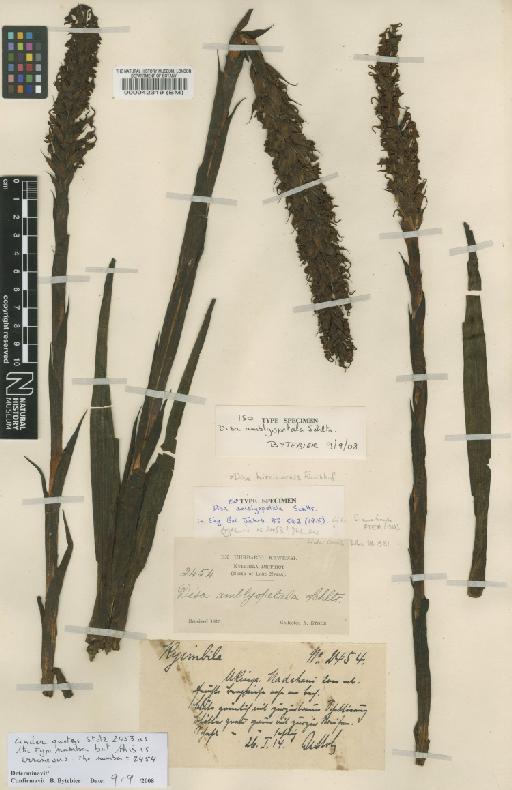 Disa hircicornis Rchb.f. - BM000042319
