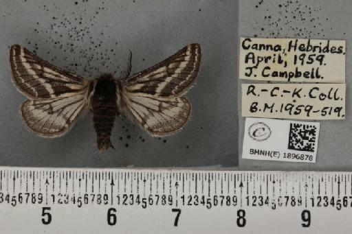 Lycia zonaria britannica (Harrison, 1912) - BMNHE_1896878_459812