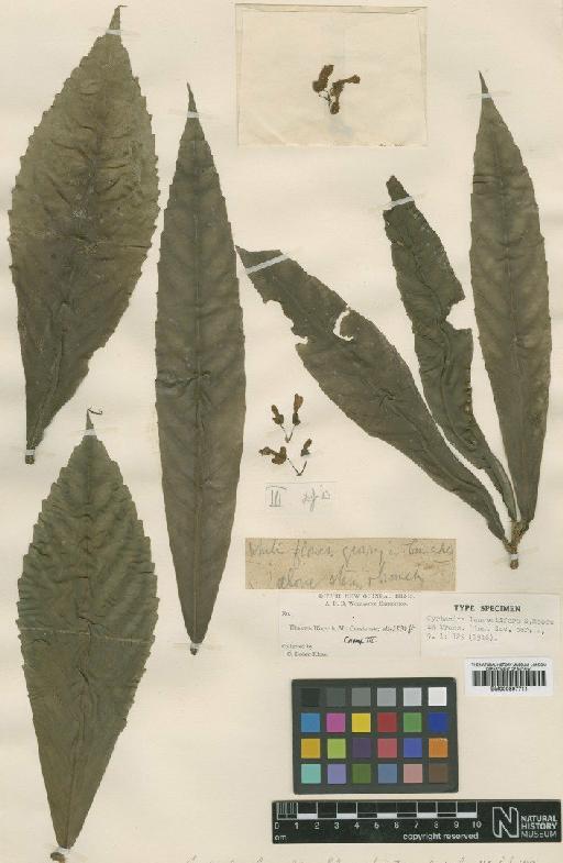 Cyrtandra lanceolifera S.Moore - BM000997711