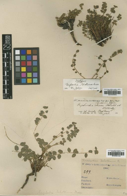 Euphorbia schottiana Boiss. - BM000951543