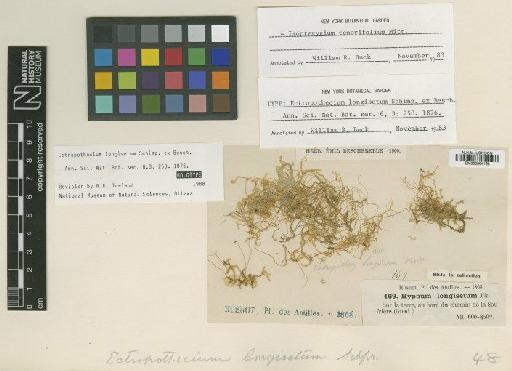 Isopterygium tenerifolium Mitt. - BM000964128