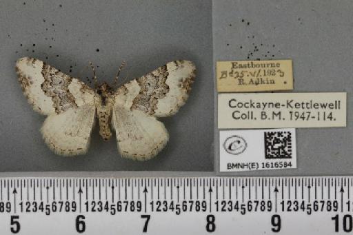 Epirrhoe galiata ab. dissoluta Prout, 1938 - BMNHE_1616584_316985