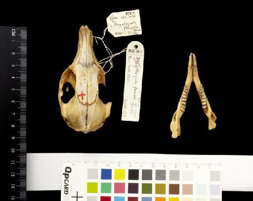 Onychogalea fraenata - 1841.1130_Skull_Dorsal