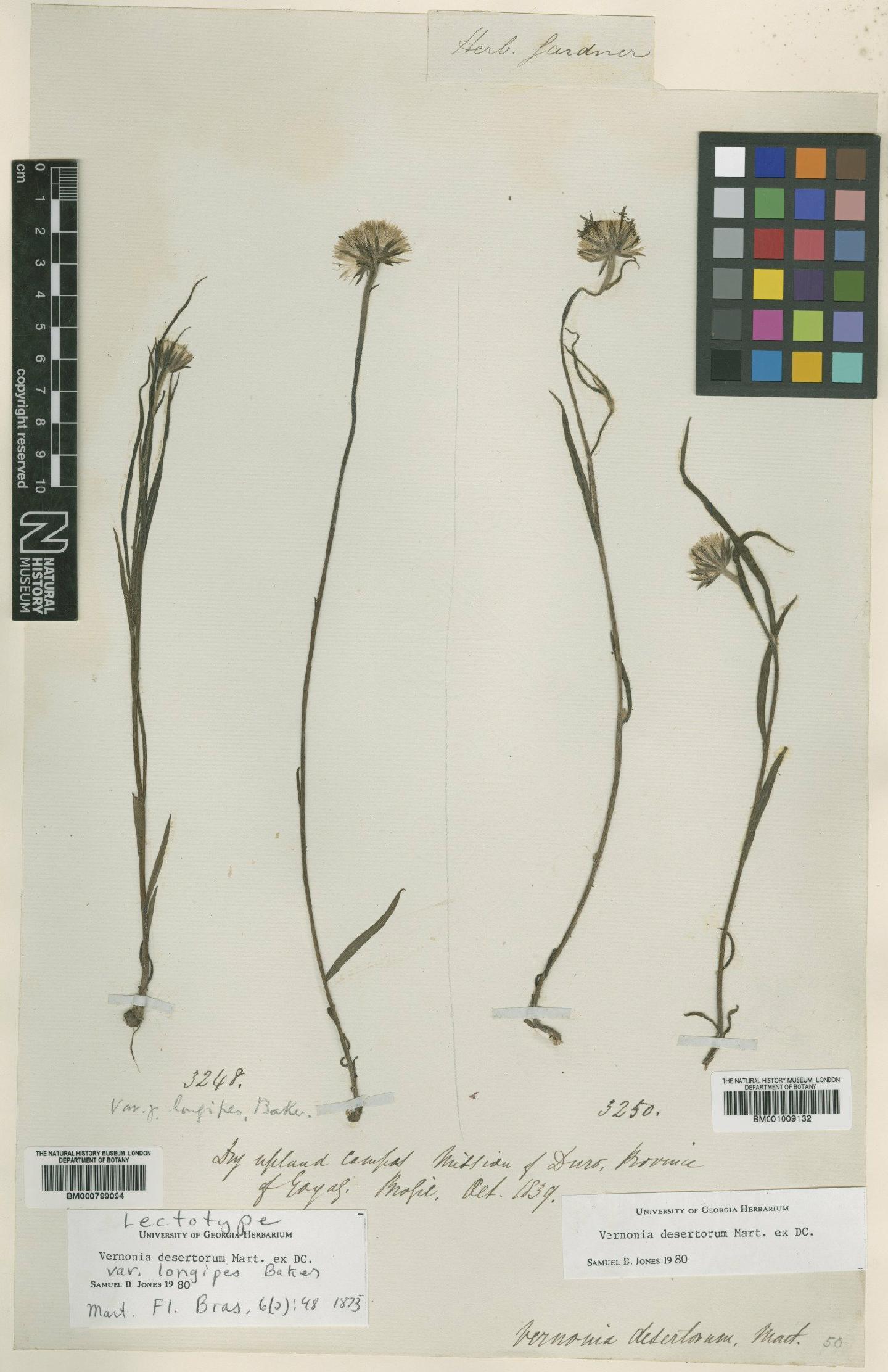 To NHMUK collection (Vernonia desertorum Mart. ex DC.; Lectotype; NHMUK:ecatalogue:4991426)