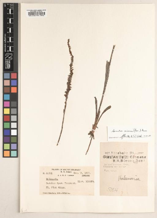 Spiranthes sinensis (Pers.) Ames - BM000058750