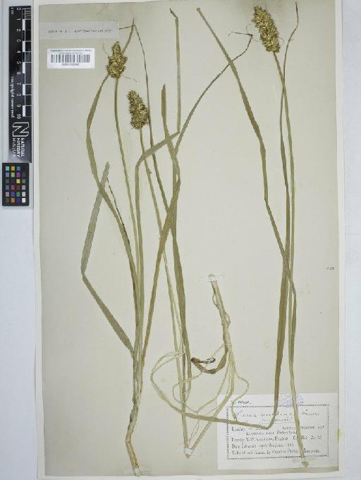 Carex otrubae Podp. - BM001130598   carex vulpina2