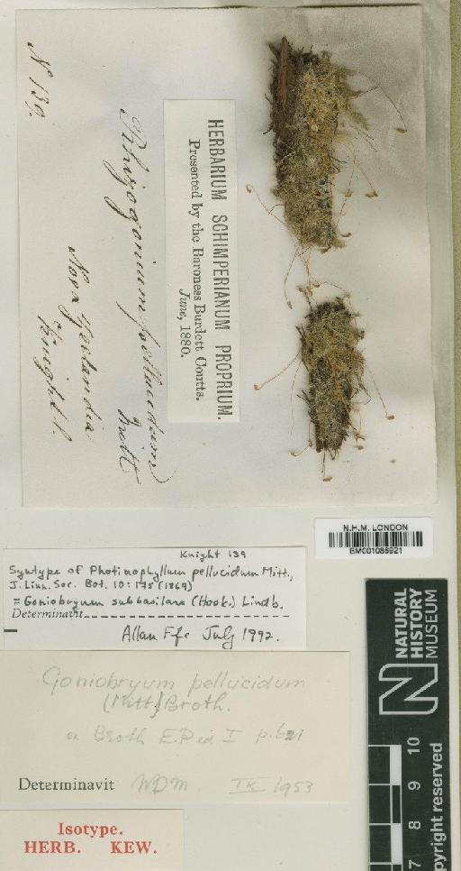 Goniobryum subbasilare (Hook.) Lindb. - BM001086921