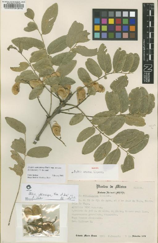 Ateleia tomentosa subsp. sousae (Linares) Ireland - BM000053726