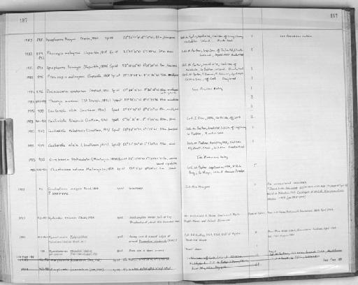 Cirriformia tentaculata (Montagu, 1808) - Zoology Accessions Register: Polychaeta: 1967 - 1989: page 187