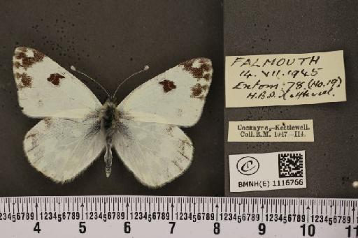 Pontia daplidice (Linnaeus, 1758) - BMNHE_1116766_68888