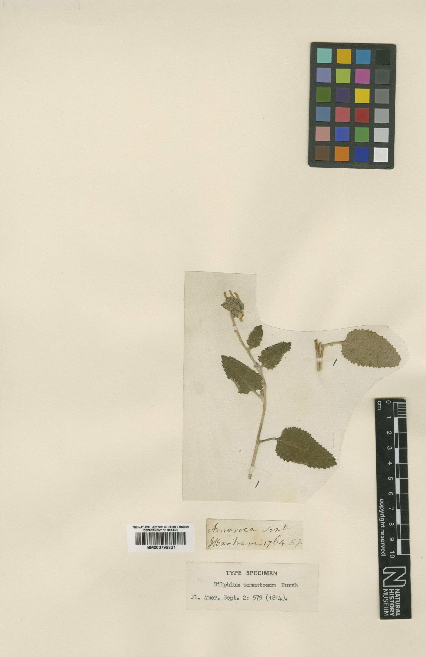 To NHMUK collection (Berlandiera tomentosa (Pursh) Gray; Type; NHMUK:ecatalogue:4992152)