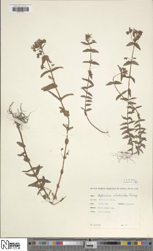 Hypericum elodeoides Choisy - BM001203924