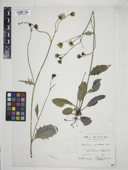 Hieracium sect. Vulgata (Griseb.) Willk. & Lange - 014646441