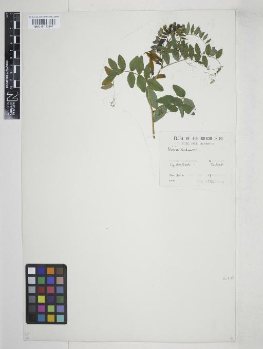 Vicia sepium L. - 015143807